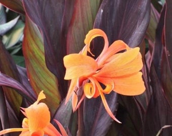 May include: Orange canna lily flowers with dark purple leaves. The flowers are in bloom and have a delicate, ruffled appearance.