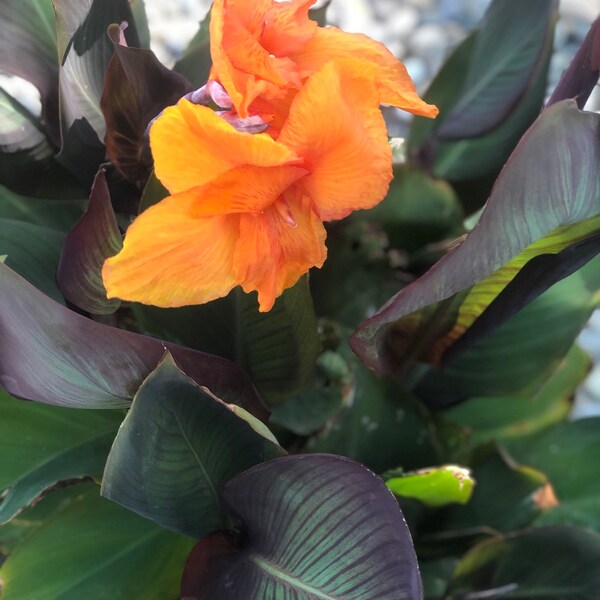 Variegated Canna Bronzed leaf -Bulb/rhizome Special!  Dwarf/Short variety!  Grows max 3ft!Tropical & rare plants!!  blue green leaf!