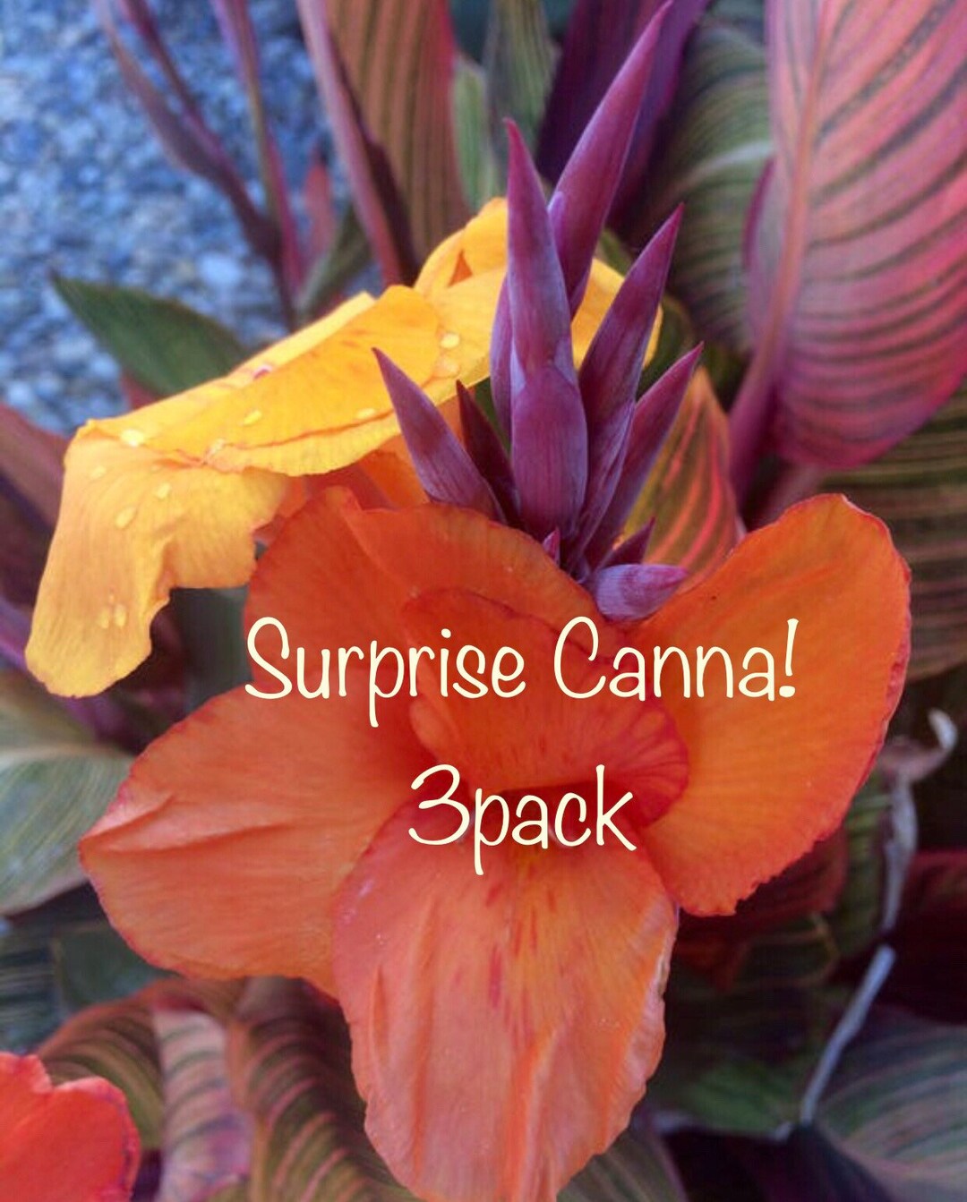 SURPRISE Canna Lily Mix/ Will Include 3 Rhizomes/bulb specialstunning Foliage Exotic & Tropical
