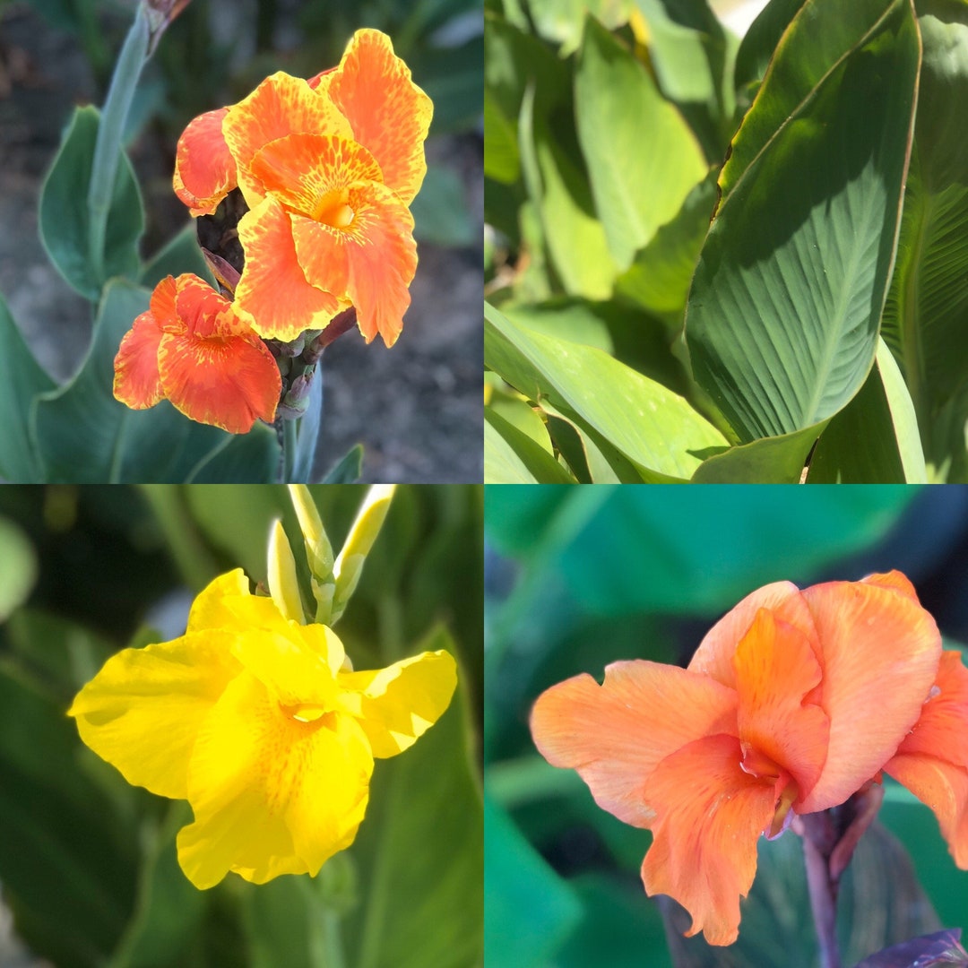 Canna Lily Mix /3 Rhizomes That Include Yellow, Bavaria, and Tangerine. Exotic Plantsfast