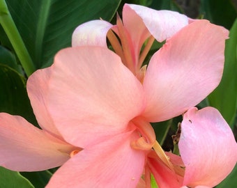 Canna Thai Bulb/rhizome Special!  Very rare plants!Beautiful soft creamy pink blooms!  Bright blue green leaves!  Medium size canna!