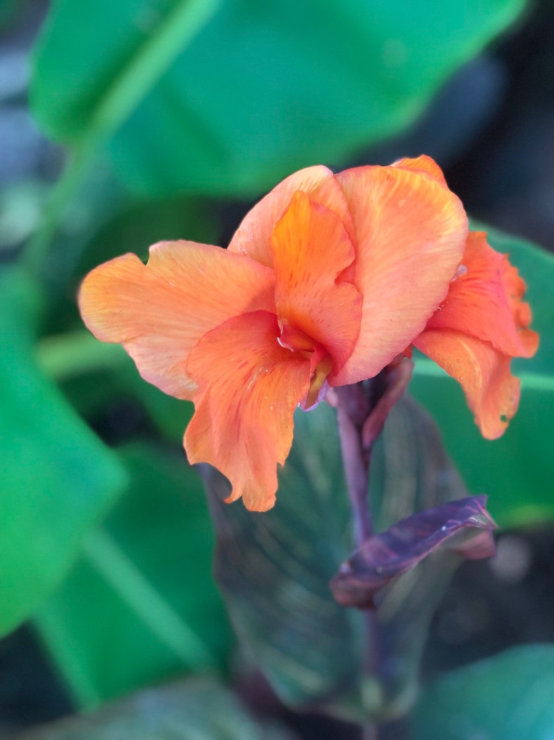 Canna Lily Mix /3 Rhizomes That Include Yellow Bavaria and Etsy