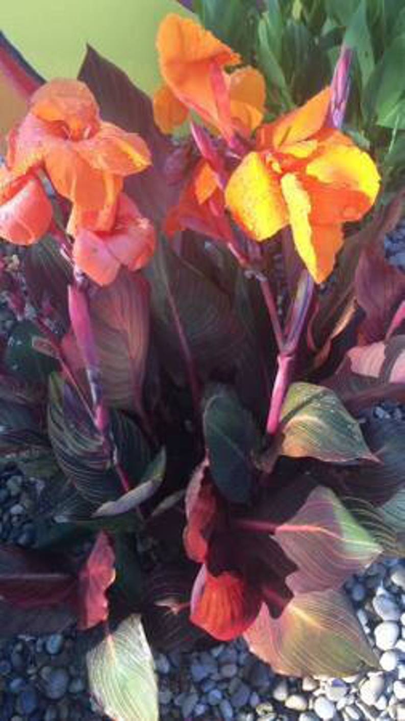 Canna Lily Tropicanna Variegated/aka Phasion Rhizome/bulb Etsy