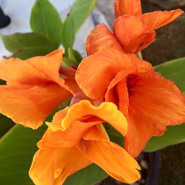 Giant Canna Lily Tangerine/Rhizhomes!  Extra Tall!!  Up to 10 ft!-* beautiful bright blooms