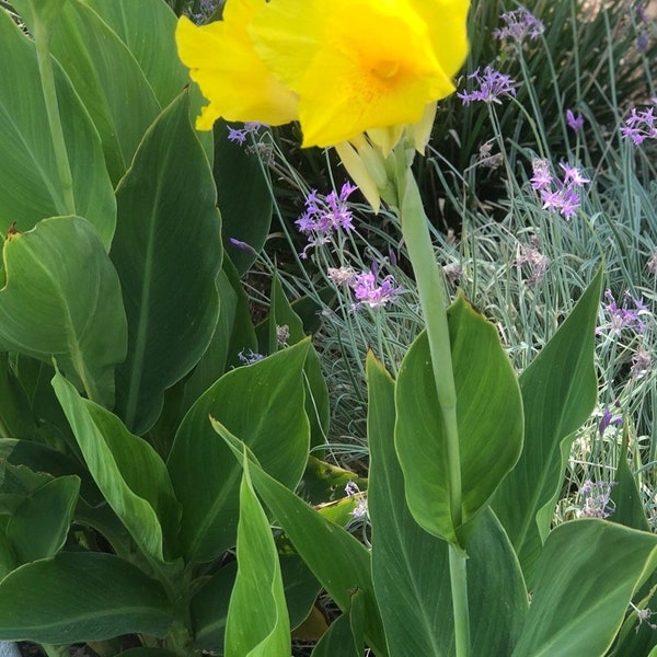 Yellow Canna-  Get 1 FREE with 1st Order!!  Bulb/ Rhizome- Tropical rare plants!!  Beautiful bright yellow blooms!