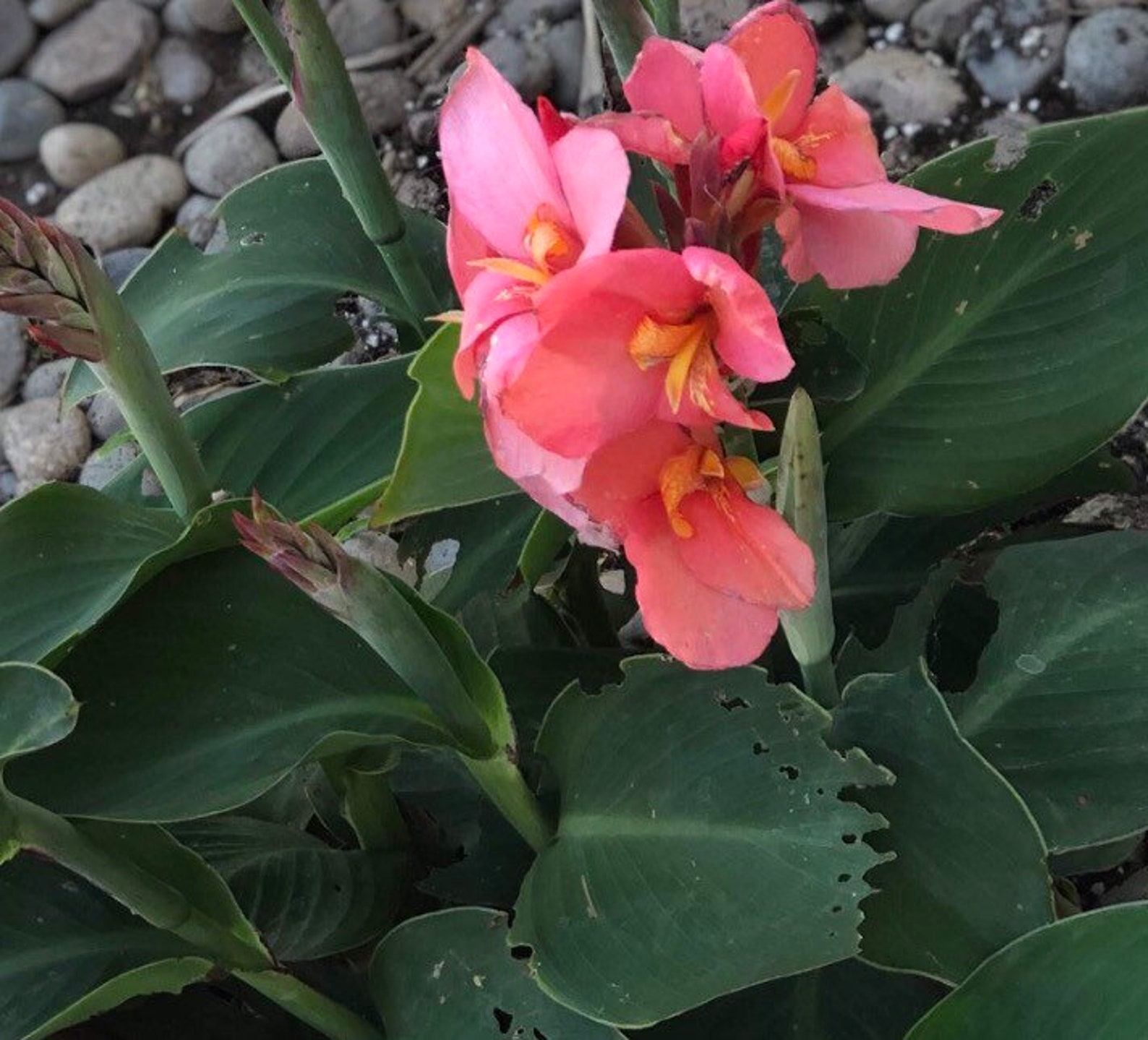 Canna Lily Seeds Short Variety Pink Canna Lily FAST Shipping Etsy