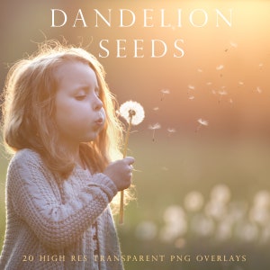 Spring photoshop overlays, dandelion seeds, overlay, dandelion overlays, blowing, dandelion flowers, realistic, photoshop overlay, DOWNLOAD