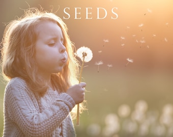 Spring photoshop overlays, dandelion seeds, overlay, dandelion overlays, blowing, dandelion flowers, realistic, photoshop overlay, DOWNLOAD