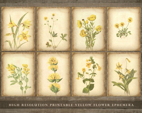 Yellow flower ephemera, floral junk journal, yellow flowers, daffodils, printable cards, home printing, junk journal sheets, cards, DOWNLOAD