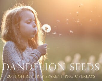 Spring photoshop overlays, dandelion seeds, overlay, dandelion overlays, blowing, dandelion flowers, realistic, photoshop overlay, DOWNLOAD