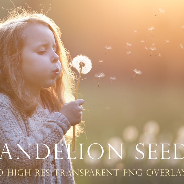 Spring photoshop overlays, dandelion seeds, overlay, dandelion overlays, blowing, dandelion flowers, realistic, photoshop overlay, DOWNLOAD