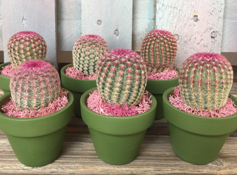 cactus favors