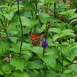 Blue Porterweed Stachytarpheta 25+ Seeds