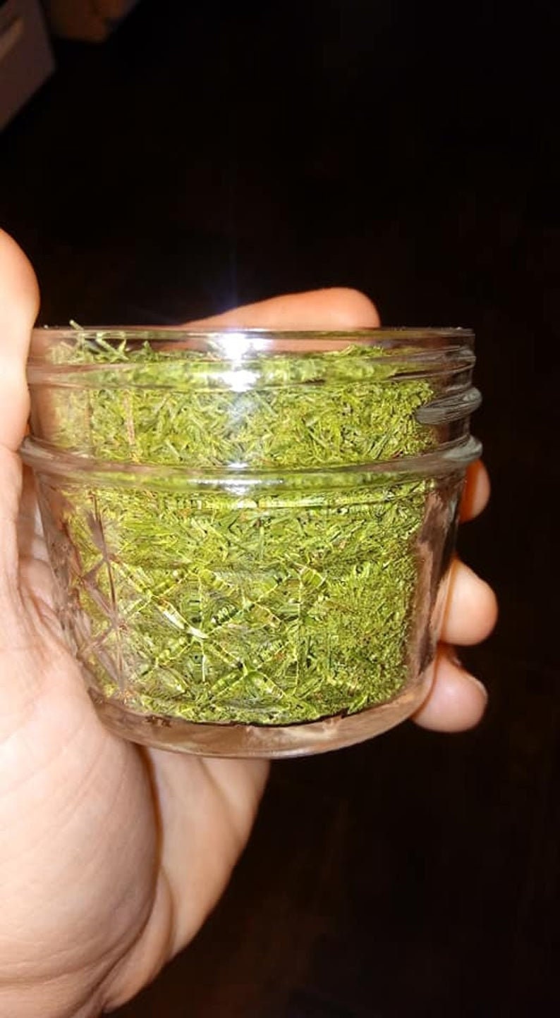 North Eastern Appalachian White Pine Tea 100 Organic Etsy