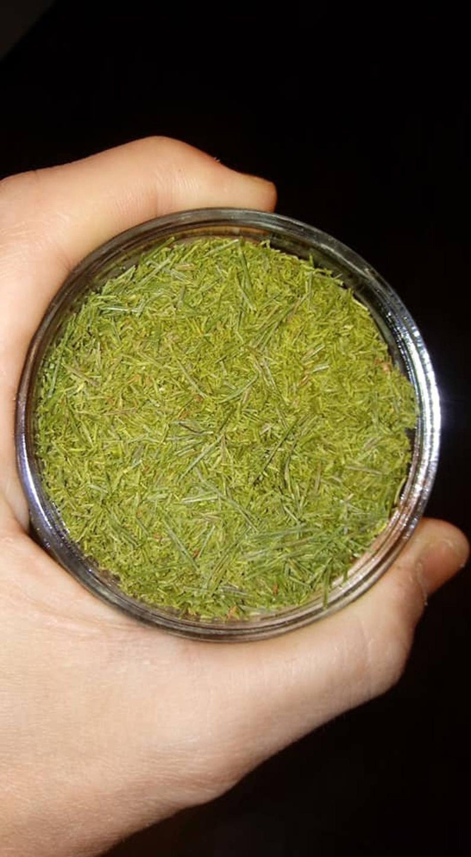 North Eastern Appalachian White Pine Tea 100 Organic Etsy