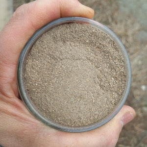 Guduchi Tea - Organic - Wildcrafted - 4oz Mason Jar