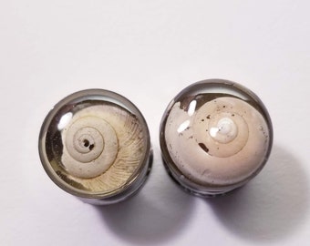 Real Seashell Gauges - - LIMITED 1 of a KIND PIECES - - 4 pairs 9/16" (14mm) - A and C - double flare, B and D - single flare