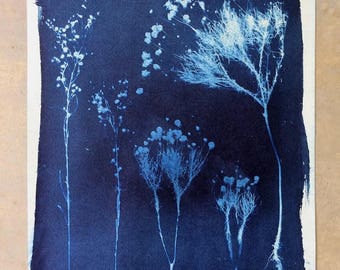 Bitterweed//Wildflower Cyanotype, 14x16"