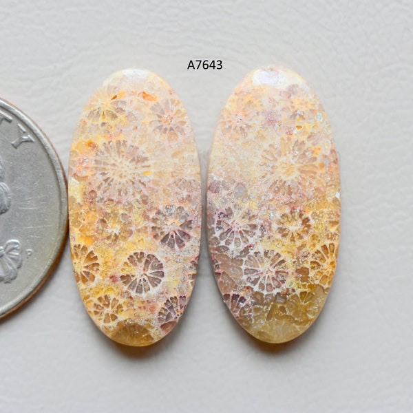 Natural Fossil Coral gemstone Pair, loose semi precious gemstone, Earring Making Flat back cabochon pair