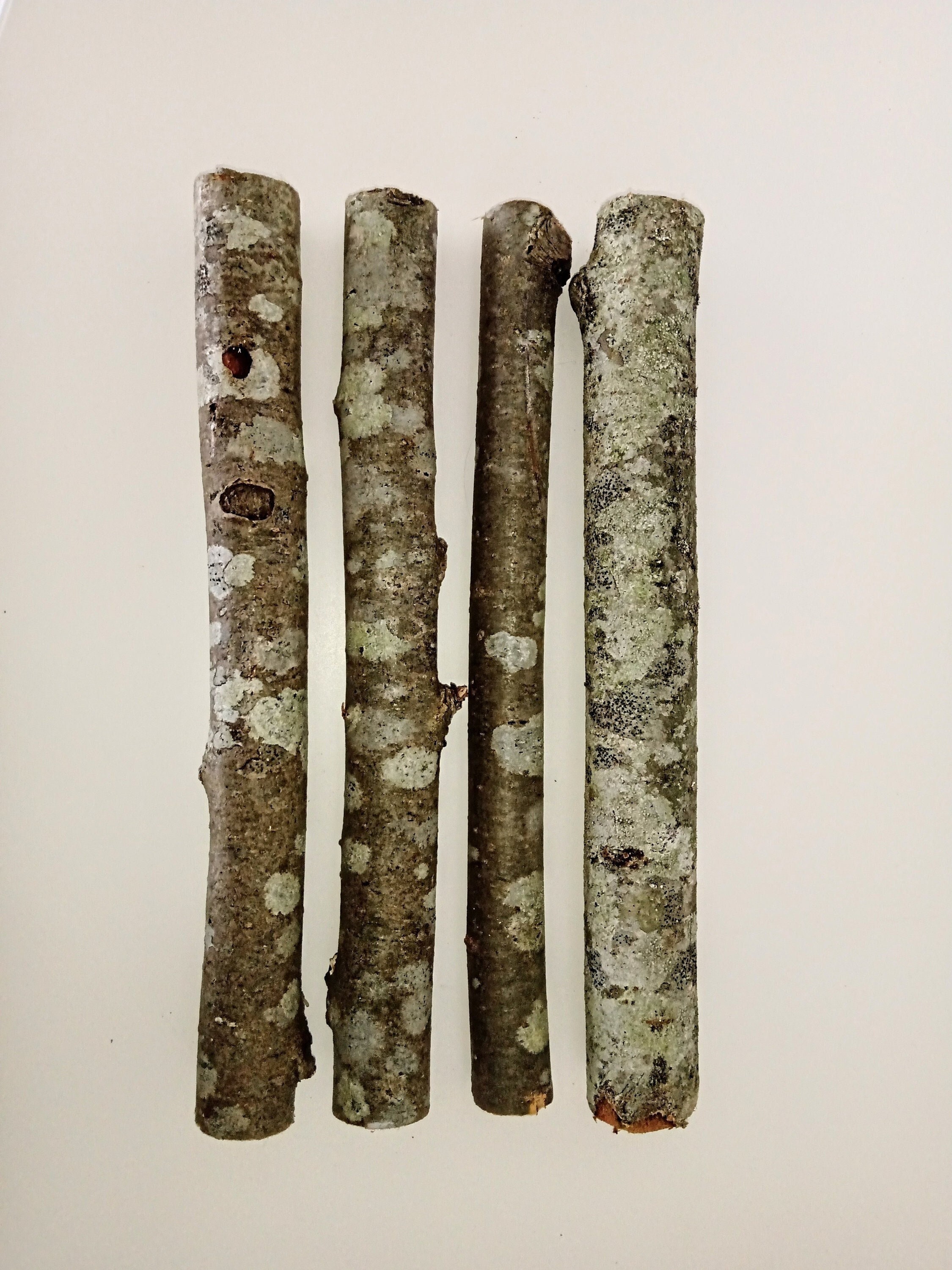 7+ Rowan Wood Wand