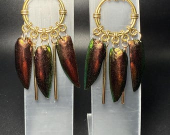 May include: A pair of gold-toned hoop earrings with dangling iridescent beetle wing accents. Each earring features a circular hoop with multiple beetle wings in shades of green, brown, and red, suspended from the hoop with gold-colored bars.
