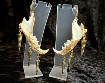 Gold Gilded Real Bobcat Mandible Earrings • Bone Jewelry • Gothic Nature •  Hooks • Oddities & Curiosities Witchy Statement Jewelry