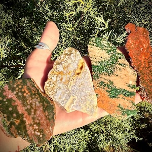 May include: A hand holds five polished, irregularly shaped stones. The stones display a variety of colors, including green, orange, red, white, and brown, with unique patterns and textures. The background is a blurred view of green foliage.