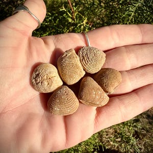May include: Six small, beige seashells with textured surfaces and intricate patterns are held in an open hand. The shells are set against a natural green background of foliage.