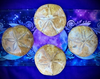 Fossil Sand Dollar - Fossils and Minerals - Past Life Recall