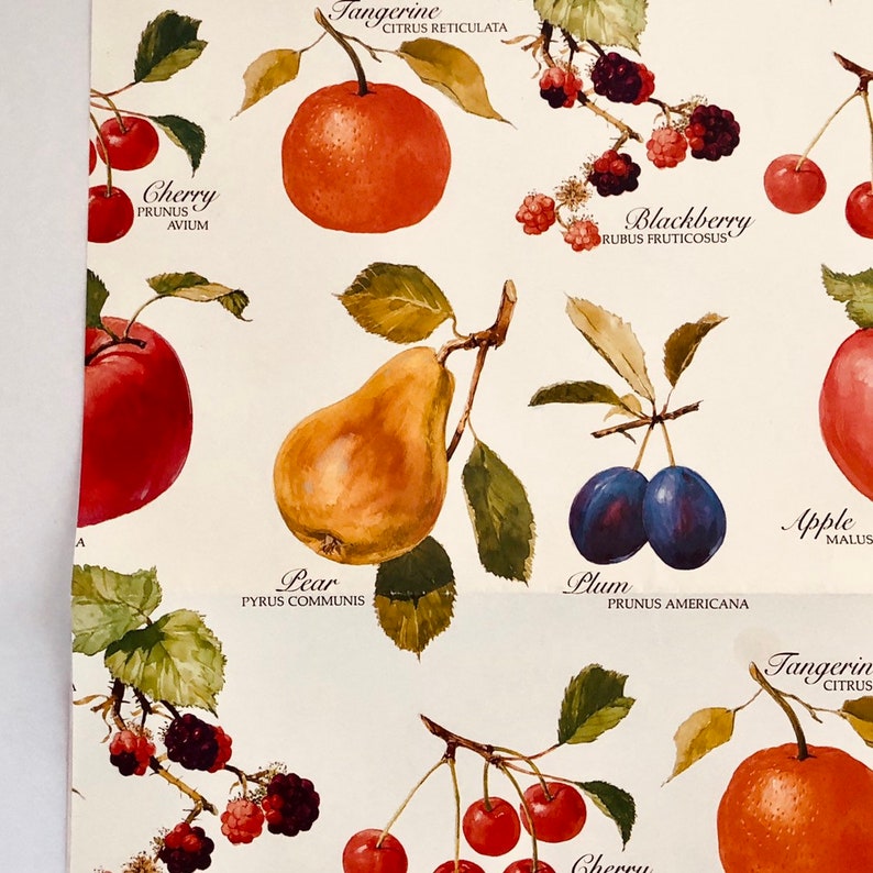Botanical Fruit Gift Wrap Wrapping Paper Bright One vintage Etsy
