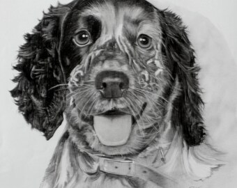 Pet portraits in pencil