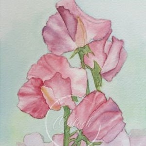 May include: A watercolour painting of pink sweet pea flowers with green stems against a pale blue-green backdrop. The delicate petals are shaded with varying hues of pink and purple, showcasing a soft, artistic style. The artwork is signed with the name "Outlook".