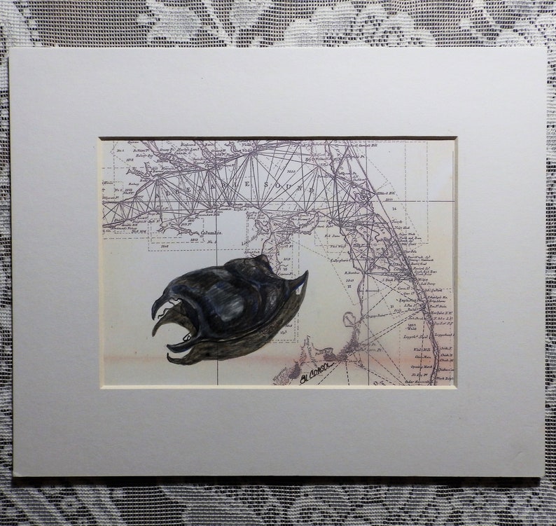 beach finds beach decor skate egg case antique Outer Banks map Mermaid/'s Purse original drawing