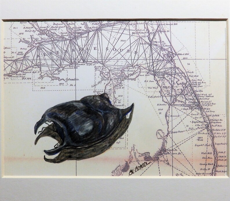 beach finds beach decor skate egg case antique Outer Banks map Mermaid/'s Purse original drawing