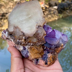 Könnte beinhalten: Eine Hand hält eine natürliche Mineralprobe. Die Probe weist eine große, cremefarbene Kristallformation auf einem Cluster aus tiefvioletten und braunen Kristallen auf. Die Farben kontrastieren mit dem natürlichen Hintergrund.