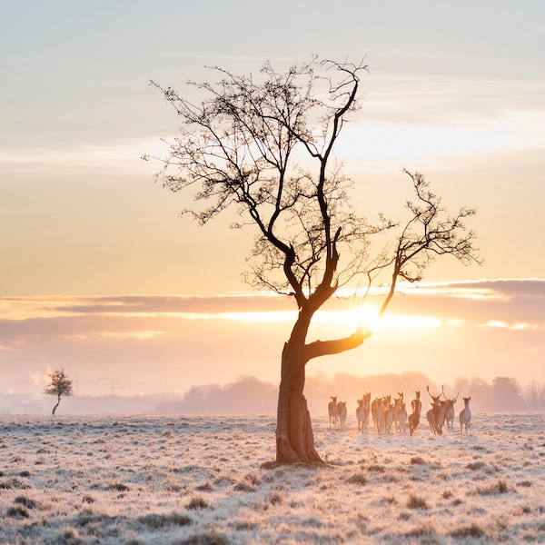 Dawn Of The Deer  - Dublin's Phoenix Park