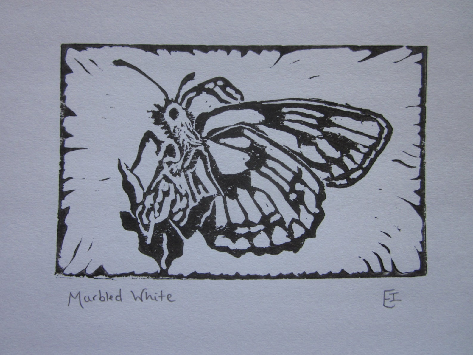 Marbled White butterfly linocut print, insect art, handmade, nature