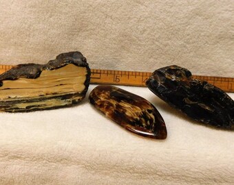 Indonesian Black Amber Collection Specimens