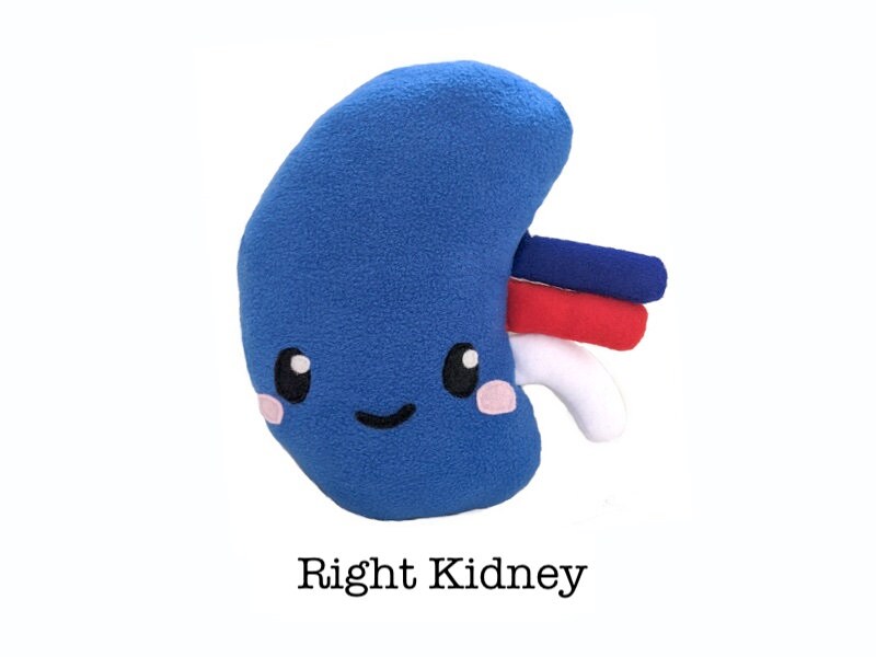 Kidney toy plushie kidney toy gift kidney stones toy kidney Etsy