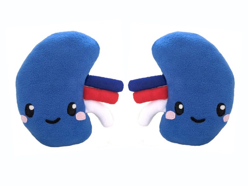 Kidney toy plushie kidney toy gift kidney stones toy kidney Etsy