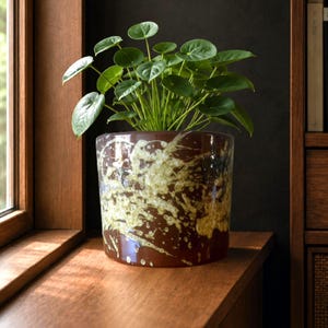 Puede incluir: Una maceta cilíndrica de cerámica con una base de color marrón oscuro brillante y un patrón de esmalte de goteo de color crema en la parte superior. Una planta Pilea peperomioides de color verde vivo con hojas redondas crece en la maceta.