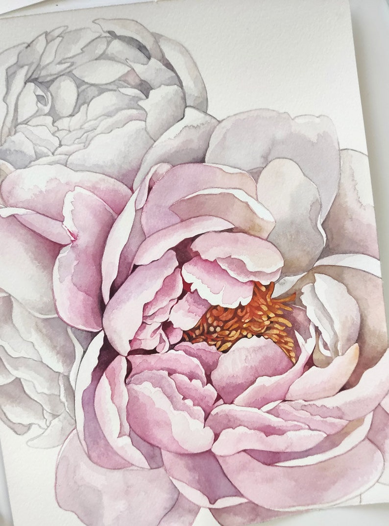 K&ouml;nnte beinhalten: Ein Aquarellbild von zwei rosa Pfingstrosen mit wei&szlig;en R&auml;ndern. Die Bl&uuml;tenbl&auml;tter &uuml;berlappen sich und die Mitte der Bl&uuml;te ist hellorange.