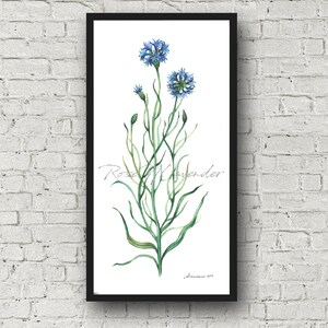 Blaue Kornblume Malerei, Blumen Illustration, Original Aquarell, Blaue Blume Kunstwerk, Blaue Kornblume, Wilde Blumen