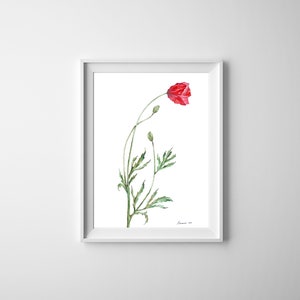 Poppy Flower Poppy Watercolor ORIGINAL Painting  Botanical Illustration Watercolor Painting Poppy Wall Art Red Poppy Flower Illustrstion