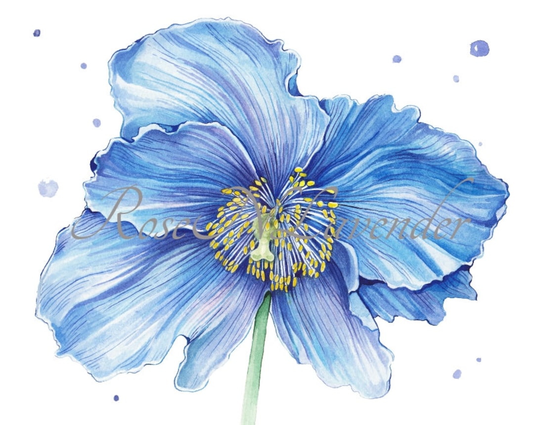 Blue Flower Print, Poppy Watercolor, Botanical Art Print, Flower Wall ...