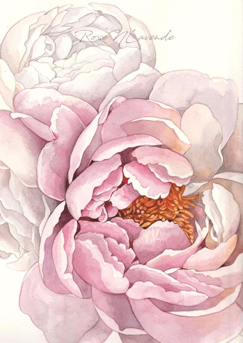 K&ouml;nnte beinhalten: Eine Nahaufnahme eines Aquarellbildes einer rosa Pfingstrose. Die Blume ist in voller Bl&uuml;te und hat viele Schichten von Bl&uuml;tenbl&auml;ttern. Die Mitte der Blume ist hellorange.