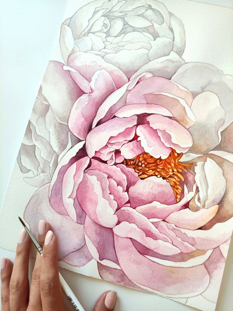 K&ouml;nnte beinhalten: Ein Aquarellbild von rosa Pfingstrosen mit einer detaillierten Darstellung der Bl&uuml;tenmitte. Die Bl&uuml;tenbl&auml;tter sind in einem zarten Rosa mit wei&szlig;en Akzenten gehalten, die Mitte ist leuchtend orange.