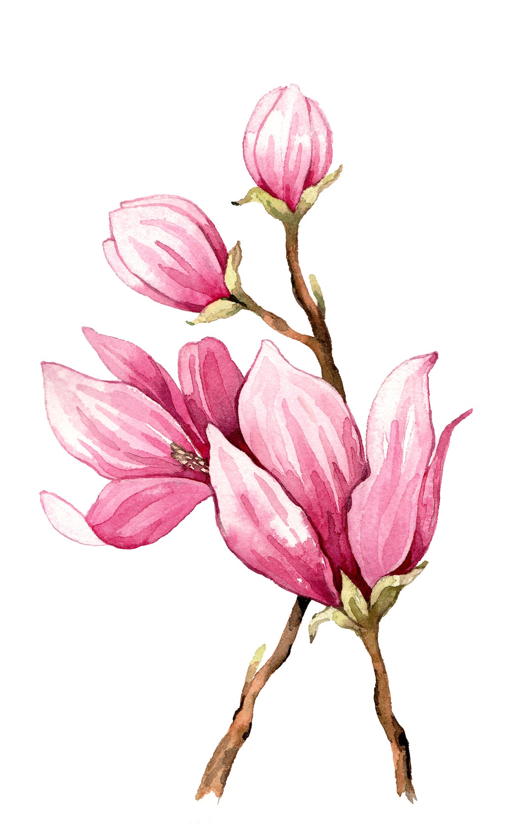 Watercolor Painting Magnolia Original Painting Magnolia - Etsy