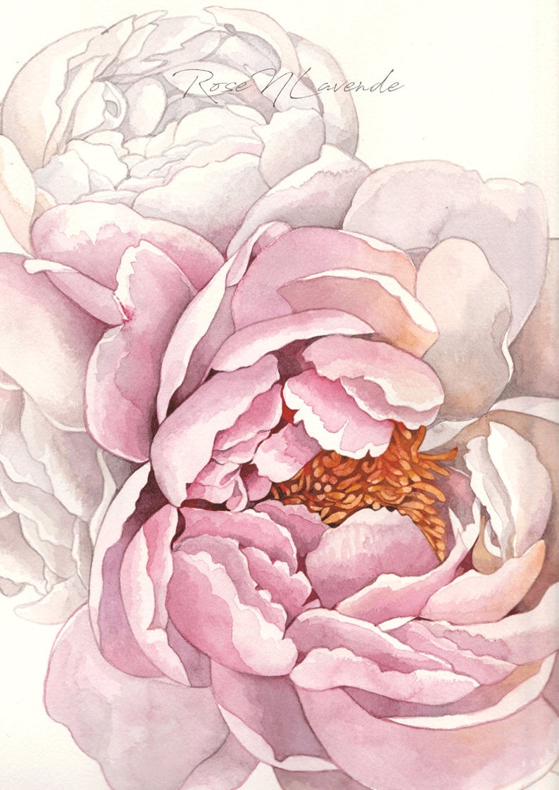 K&ouml;nnte beinhalten: Eine Nahaufnahme einer rosa Pfingstrose mit einem hellrosa Zentrum. Die Bl&uuml;tenbl&auml;tter sind weich und zart, und die Blume ist in voller Bl&uuml;te.