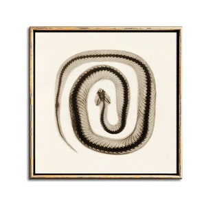 May include: A black and white x-ray image of a snake curled in a circle. The image is framed in a gold frame.